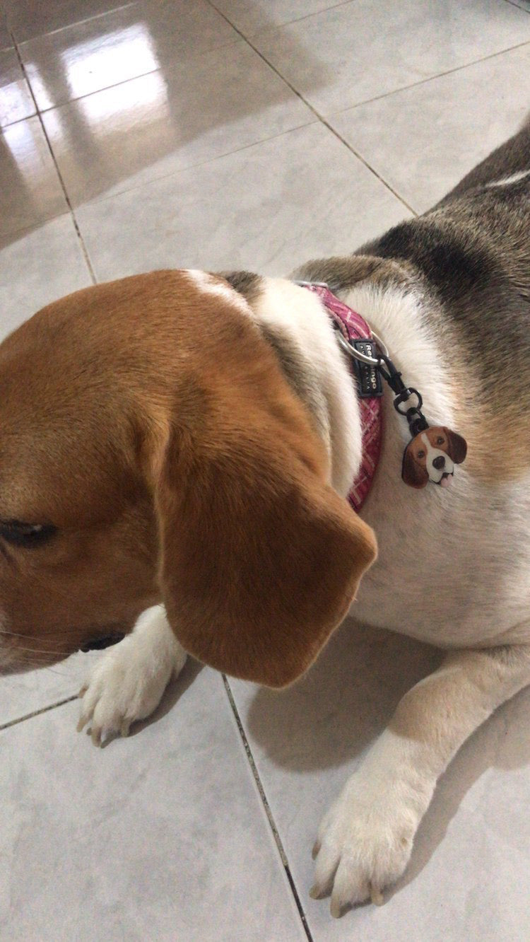 Beagle Cinsi | Köpek İsimlik