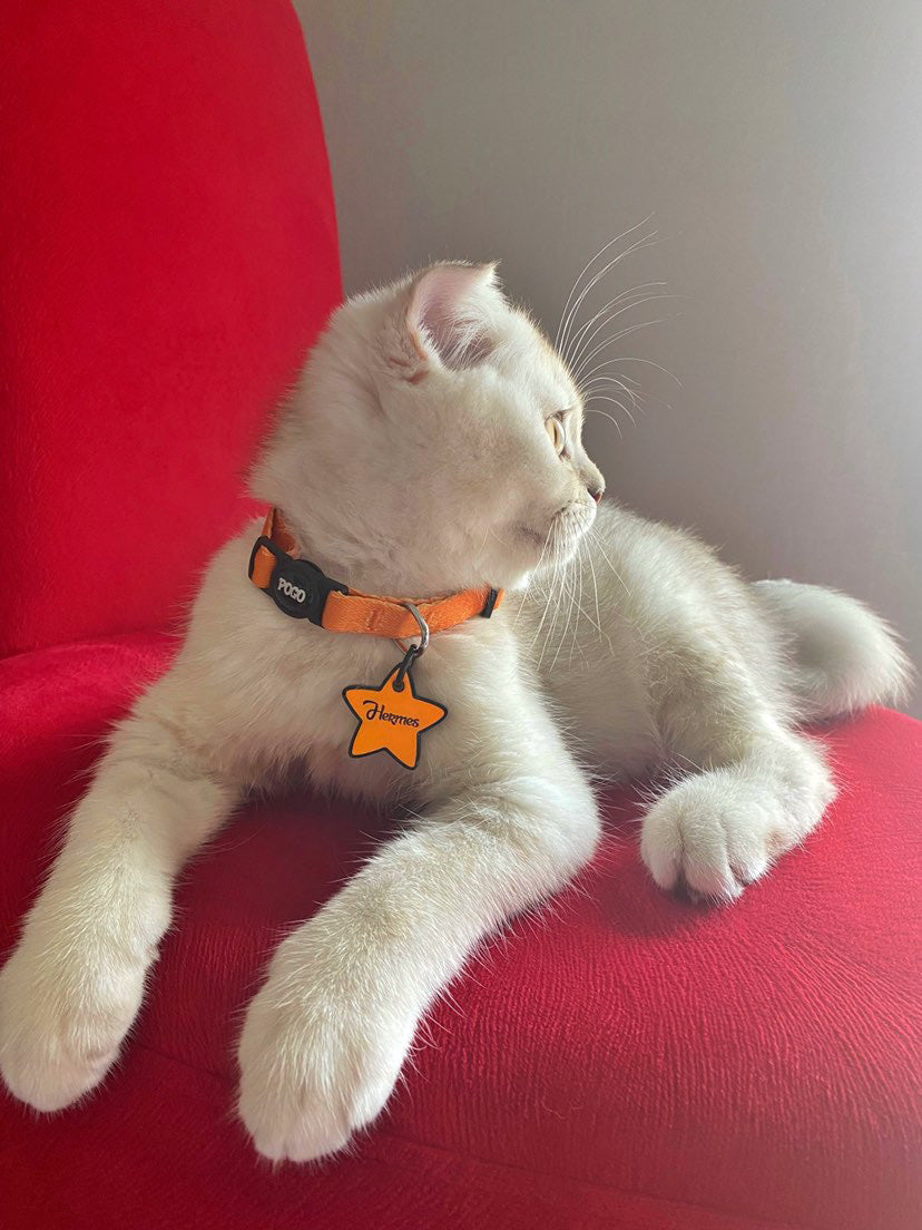 Orange | Kedi Tasması