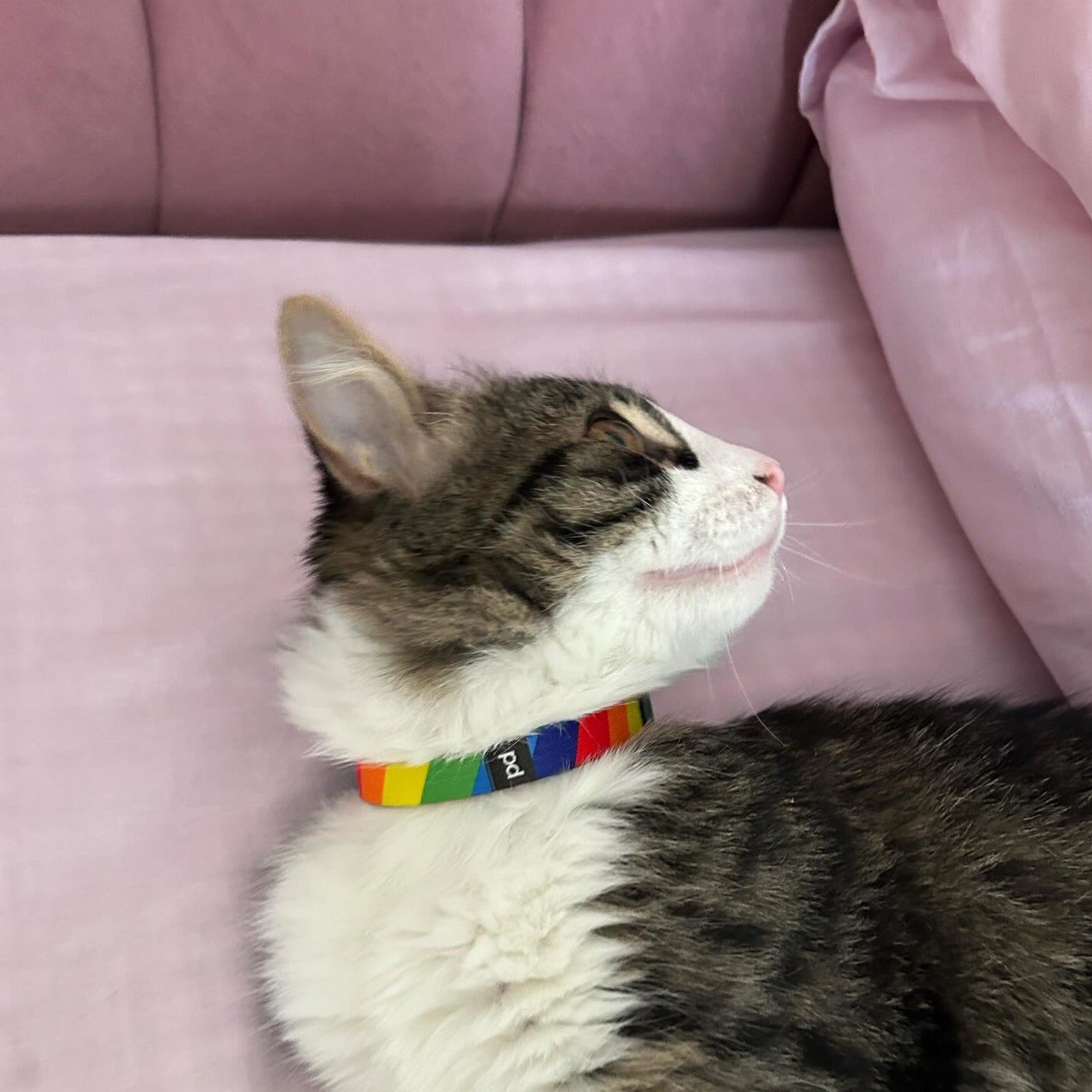 Rainbow | Kedi Tasması