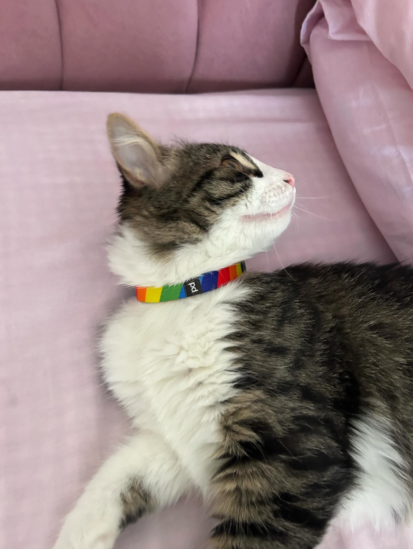 Rainbow | Kedi Tasması