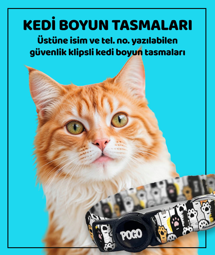 Kedi Boyun
