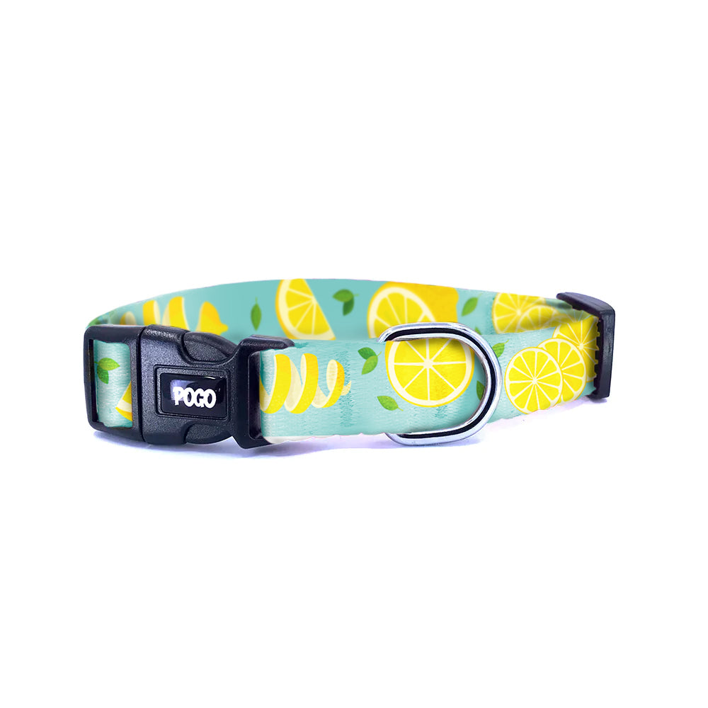 Lemon | Köpek Tasması