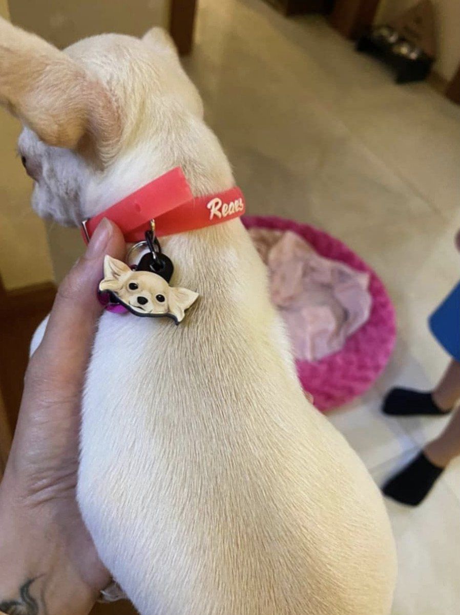 Chihuahua Köpek Cinsleri TagsForever